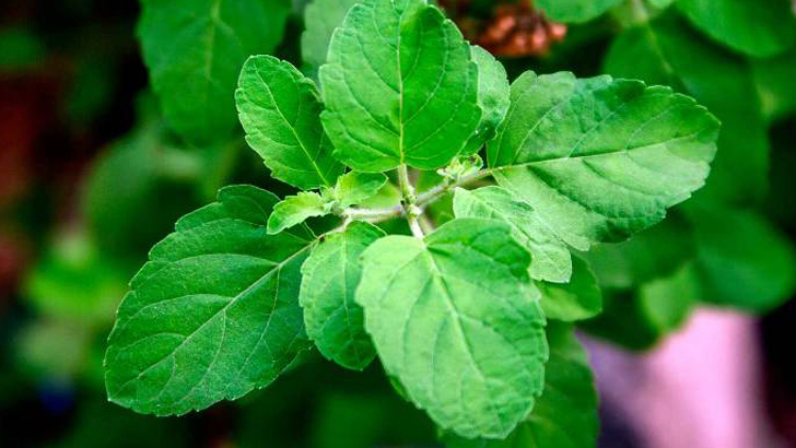 রক্তচাপ স্বাভাবিক রাখবে যে পাতার রস