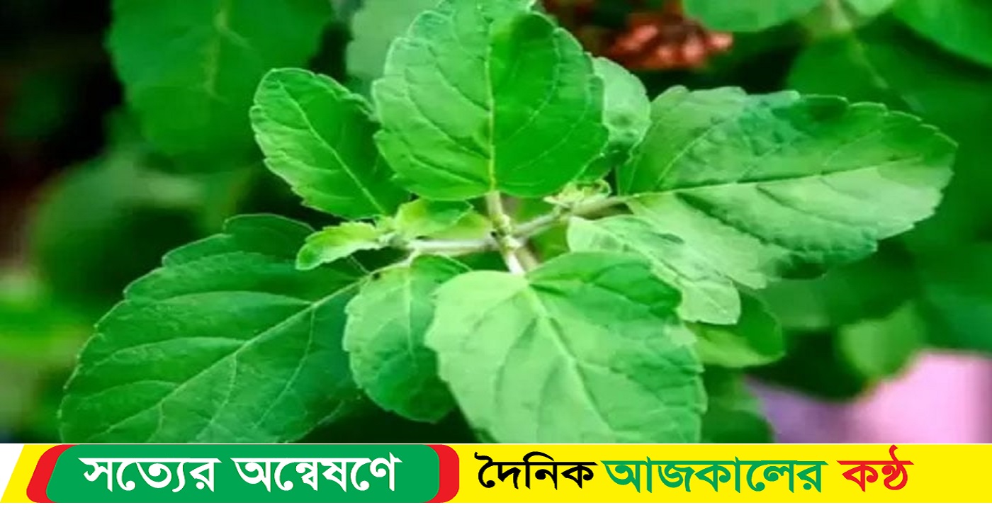 সকালে কাঁচা তুলসি খেলে পাবেন দারুণ উপকার