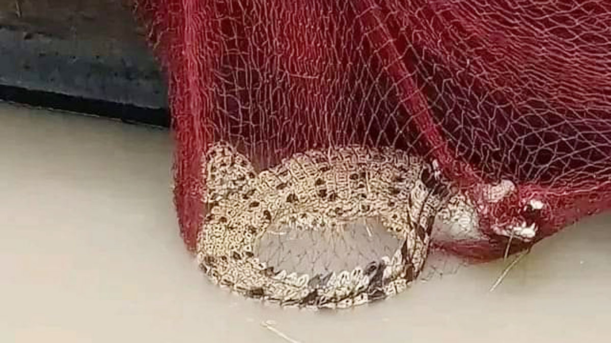 মাছ ধরার জালে উঠে এলো কুমির