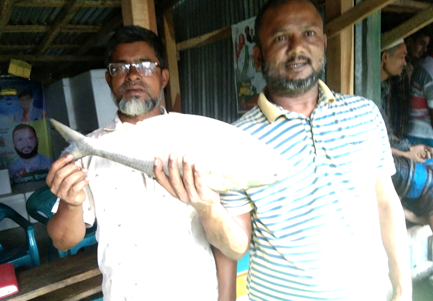 লালমোহনে এক ইলিশ চার হাজার ৬শত টাকায় বিক্রি
