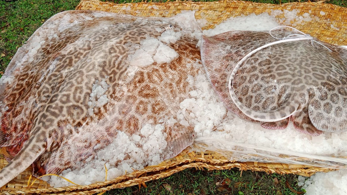 কলাপাড়ায় ৫০০ কেজি শাপলা পাতা মাছ জব্দ
