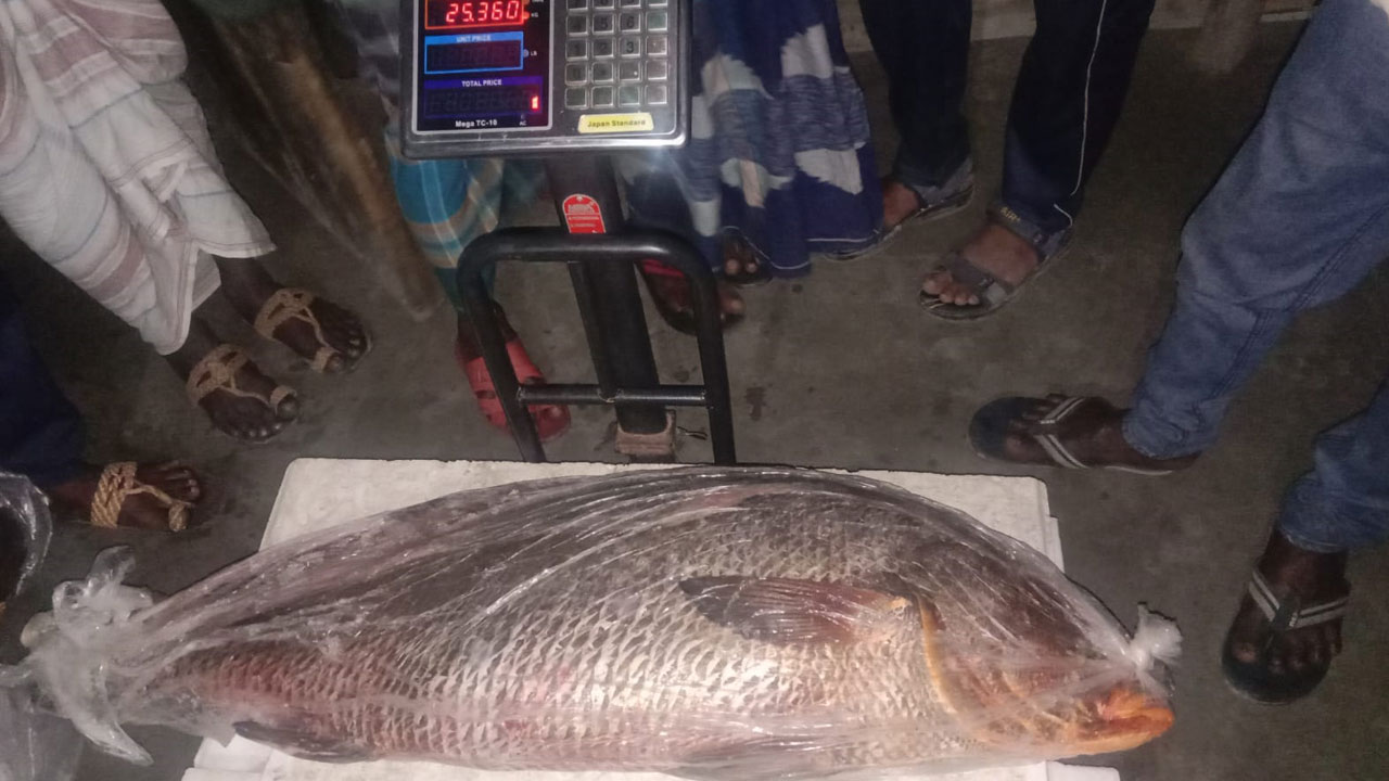 ৫ লাখ টাকায় বিক্রি হলো সুন্দরবনের সেই মাছটি