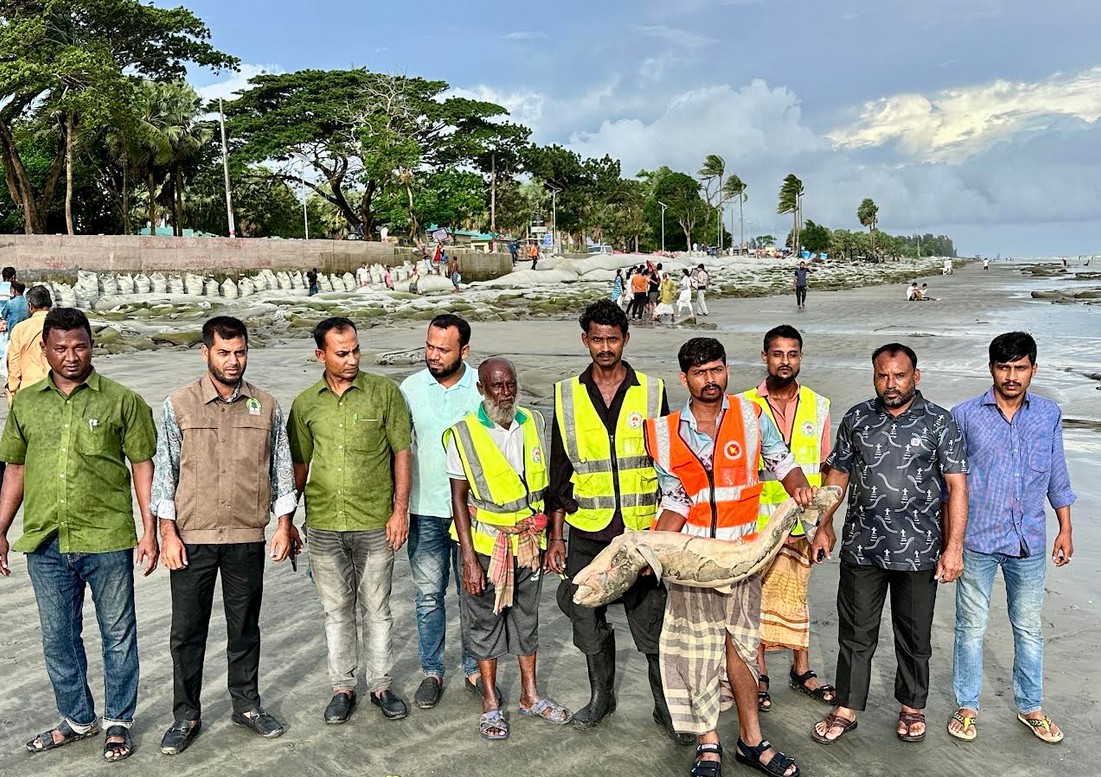 একদিনের ব্যবধানে কুয়াকাটা সৈকতে ভেসে এলো আরেক মৃত ডলফিন
