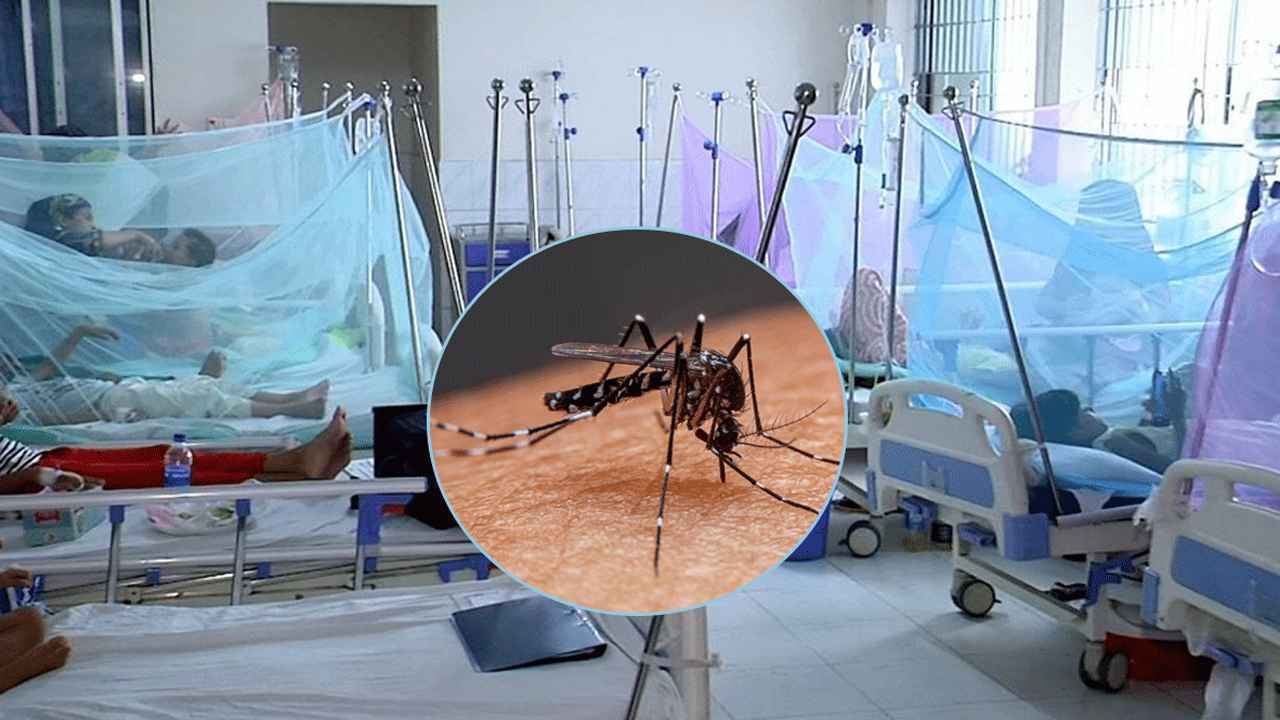ডেঙ্গুতে আরও ৫ জনের মৃত্যু, মোট প্রাণহানি ১৫৫