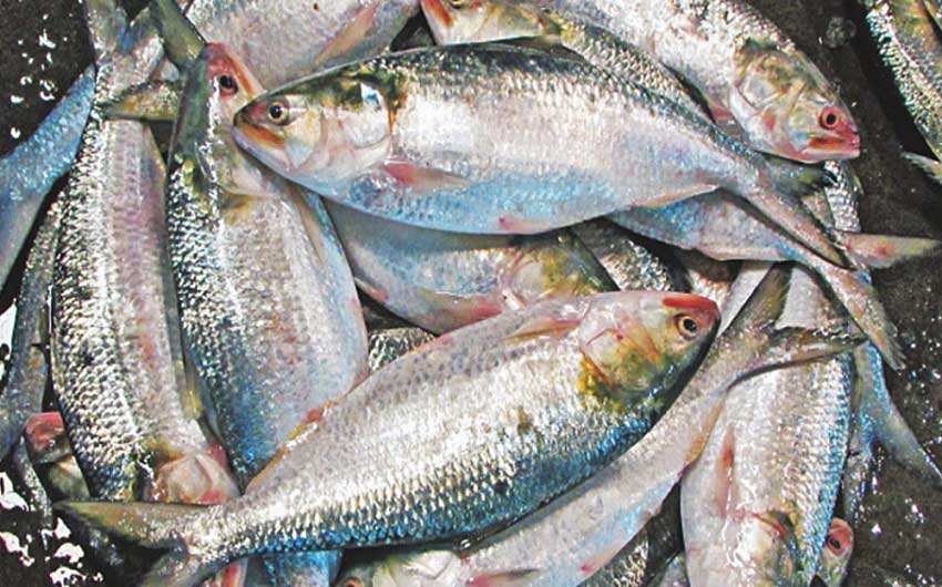 <h5>প্রথম চালানে গেল সাড়ে ৩৭ টন</h5> <h3>দুর্গাপূজা উপলক্ষে ভারতে ইলিশ রপ্তানি শুরু</h3>