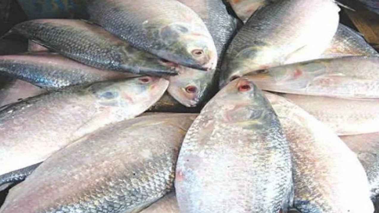 আসন্ন দুর্গাপূজায় ভারতে রপ্তানি হচ্ছে ১২০০ টন ইলিশ