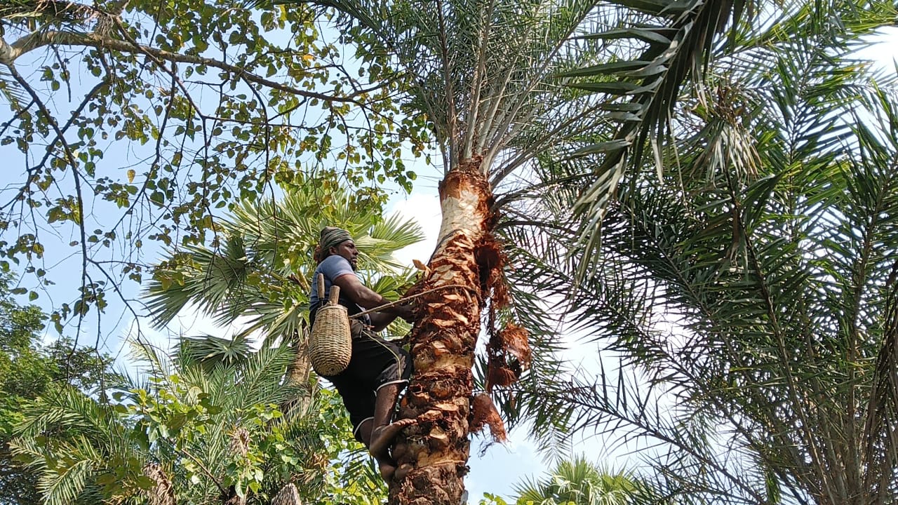 কালিয়ায় গ্রামীণ ঐতিহ্য পুনর্জাগরণে খেজুর রস উৎপাদনের উদ্যোগ