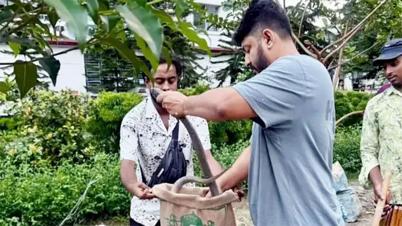 <h5>ঢাকায় ভয়াবহ সাপের উপদ্রব</h5> <h3>৯ তলায়ও উঠছে সাপ, চার মাসে উদ্ধার ৩৫১টি সাপ</h3>
