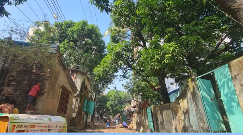 চট্টগ্রামে সড়ক উন্নয়নের নামে ৬০ গাছ কাটার উদ্যোগ, ক্ষোভ